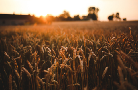 Agriculture is Here to Stay